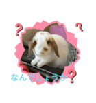 うさりおスタンプ3（個別スタンプ：27）