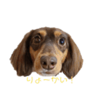 愛犬とあちゃん♫①（個別スタンプ：1）