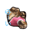 愛犬とあちゃん♫①（個別スタンプ：2）