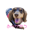 愛犬とあちゃん♫①（個別スタンプ：3）