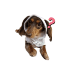 愛犬とあちゃん♫①（個別スタンプ：4）
