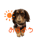 愛犬とあちゃん♫①（個別スタンプ：6）