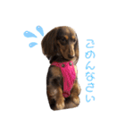 愛犬とあちゃん♫①（個別スタンプ：8）