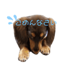 愛犬とあちゃん♫①（個別スタンプ：10）