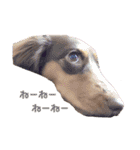 愛犬とあちゃん♫①（個別スタンプ：13）