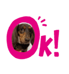 愛犬とあちゃん♫①（個別スタンプ：14）