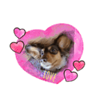 愛犬とあちゃん♫①（個別スタンプ：16）