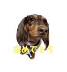 愛犬とあちゃん♫①（個別スタンプ：19）