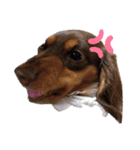 愛犬とあちゃん♫①（個別スタンプ：21）