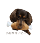 愛犬とあちゃん♫①（個別スタンプ：22）