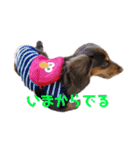 愛犬とあちゃん♫①（個別スタンプ：23）