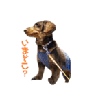 愛犬とあちゃん♫①（個別スタンプ：24）