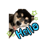 うちのきなこと時々ちっぷ（個別スタンプ：1）