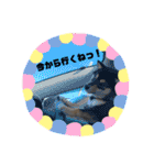 うちのきなこと時々ちっぷ（個別スタンプ：6）