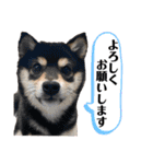 うちのきなこと時々ちっぷ（個別スタンプ：15）