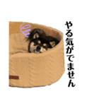 うちのきなこと時々ちっぷ（個別スタンプ：17）