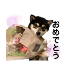うちのきなこと時々ちっぷ（個別スタンプ：24）