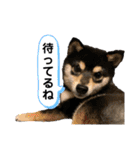 うちのきなこと時々ちっぷ（個別スタンプ：36）