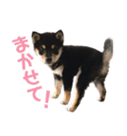 うちのきなこと時々ちっぷ（個別スタンプ：40）