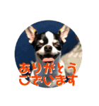 でんすけすたんぷ2（個別スタンプ：2）