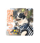 でんすけすたんぷ2（個別スタンプ：5）