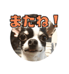 でんすけすたんぷ2（個別スタンプ：6）