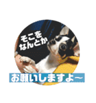 でんすけすたんぷ2（個別スタンプ：8）