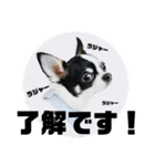 でんすけすたんぷ2（個別スタンプ：14）