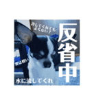 でんすけすたんぷ2（個別スタンプ：17）