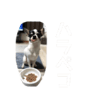 でんすけすたんぷ2（個別スタンプ：24）