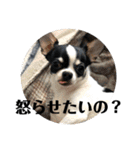 でんすけすたんぷ2（個別スタンプ：25）