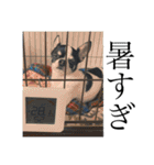 でんすけすたんぷ2（個別スタンプ：28）