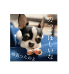 でんすけすたんぷ2（個別スタンプ：29）