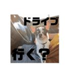 でんすけすたんぷ2（個別スタンプ：31）