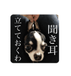 でんすけすたんぷ2（個別スタンプ：34）