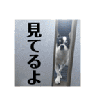 でんすけすたんぷ2（個別スタンプ：35）