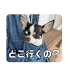 でんすけすたんぷ2（個別スタンプ：37）