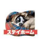 でんすけすたんぷ2（個別スタンプ：39）