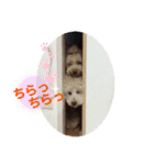 陽気な3プー☆no2（個別スタンプ：1）