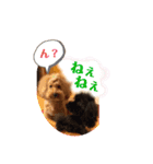 陽気な3プー☆no2（個別スタンプ：3）