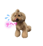 陽気な3プー☆no2（個別スタンプ：4）