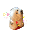 陽気な3プー☆no2（個別スタンプ：9）