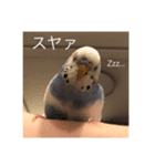 セキセイインコのちぃーちゃんです（個別スタンプ：2）