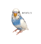 セキセイインコのちぃーちゃんです（個別スタンプ：4）