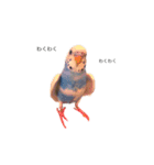 セキセイインコのちぃーちゃんです（個別スタンプ：5）
