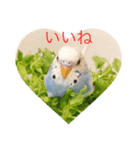 セキセイインコのちぃーちゃんです（個別スタンプ：6）