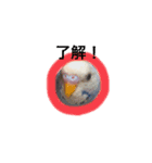 セキセイインコのちぃーちゃんです（個別スタンプ：7）