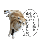 猫野家すたんぷ【言い訳編】（個別スタンプ：1）