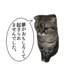 猫野家すたんぷ【言い訳編】（個別スタンプ：2）