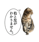 猫野家すたんぷ【言い訳編】（個別スタンプ：4）